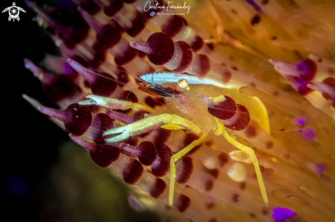 A Allopontonia brocki | Fire urchin shrimp