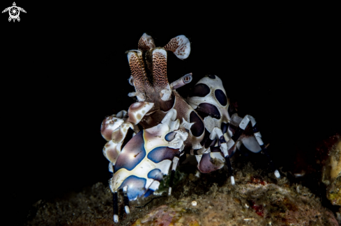 A Harlequin shrimp