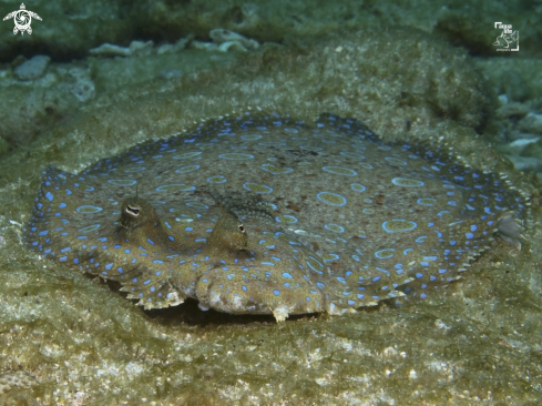 A Bothus lunatus | Peacock Flounder