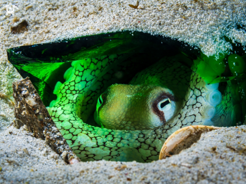 A Coconut Octopus