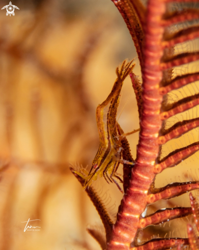 A Mediterranean Featherstar Shrimp