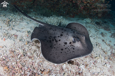 A Stingray 