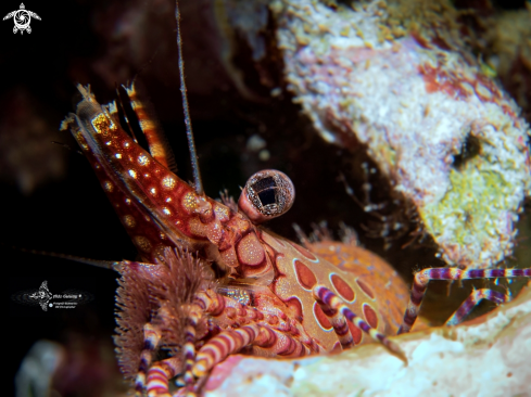 A Saron marmoratus (Olivier, 1811)  | Saron Shrimp