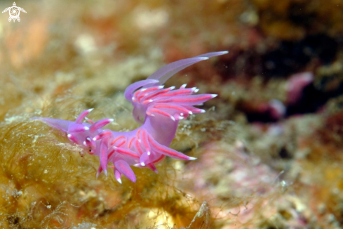 A Flabellina Affinis | Flabellina