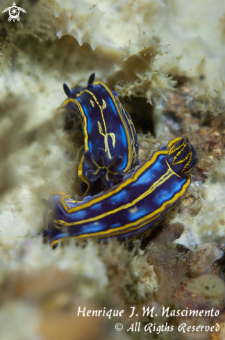 A Felimare bilineata | Nudibranch
