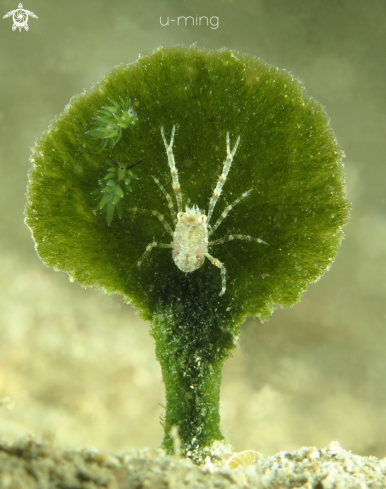 A Squat Lobster & Costasiella kuroshimae