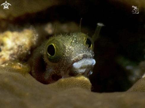 A Spinyhead Blenny