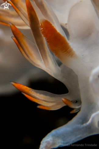 A Flabellina babai | 