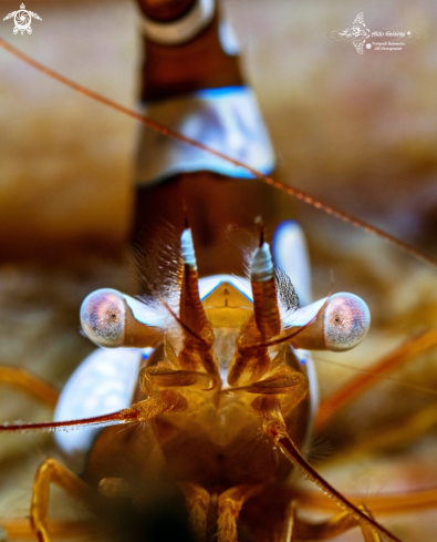 A Sexy Shrimp