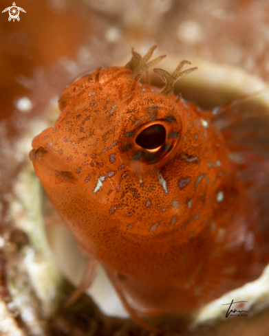 A Zvonimir's Blenny