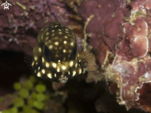 A Lactophrys triqueter | Smooth Trunkfish