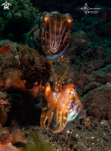 A Cuttlefish