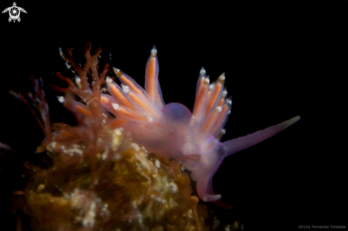 A Flabellina pedata | 