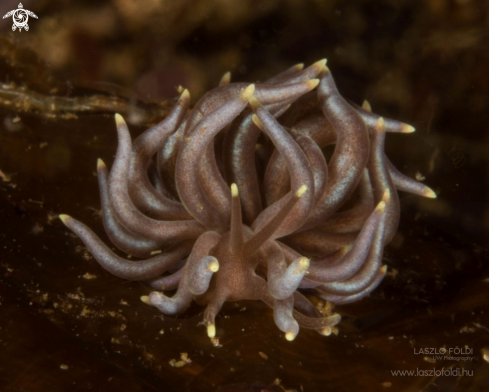 A Nudibranch