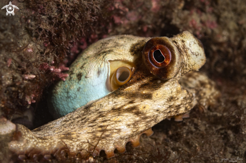 A Octopus vulgaris | Common octopus