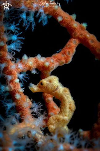 A Seahorse