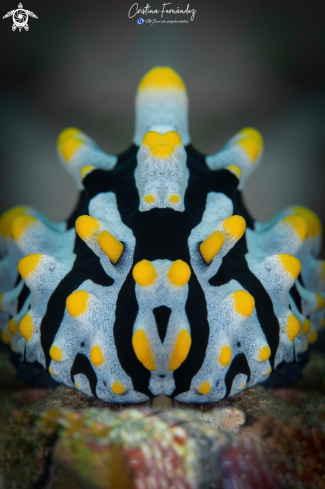 A Phyllidia varicosa  | Nudibranch