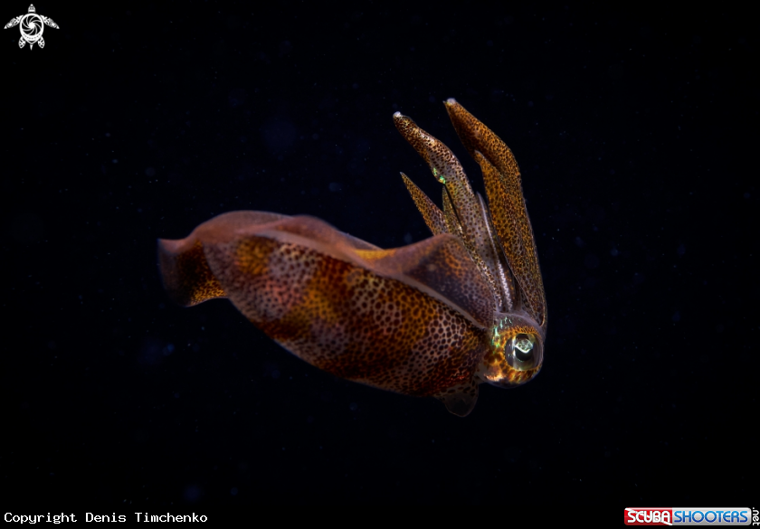 A  Cattlefish