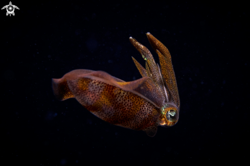 A  Cattlefish