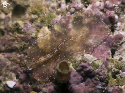 A Phrikoceros mopsus | Reticulated Flatworm