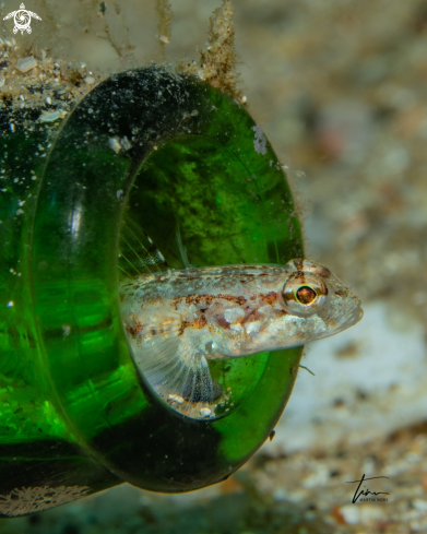 A Slender Goby