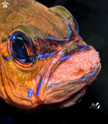 A Cardinalfish with eggs 