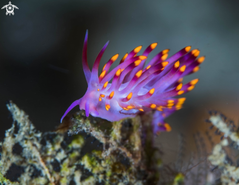 A Nudibranch