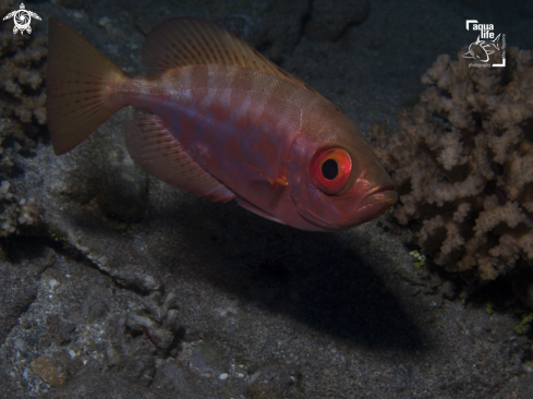A Heteropriacanthus cruentatus | Glass Bigeye / Mata uira