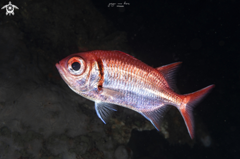 A Myripristis jacobus | Soldierfish