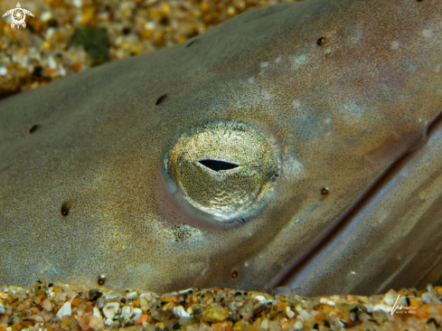 A Sand Snake Eel