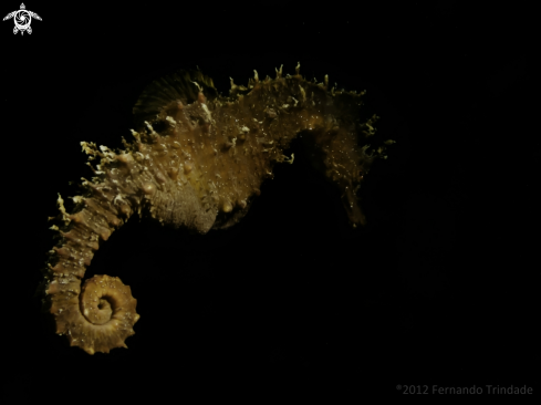 A Sea horse