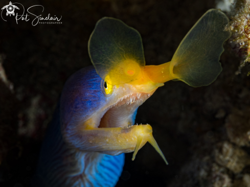 A Ribbon eel, adult