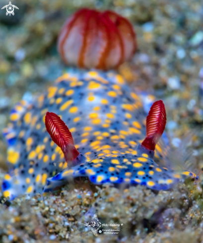 A Hypselodoris Nudibranch