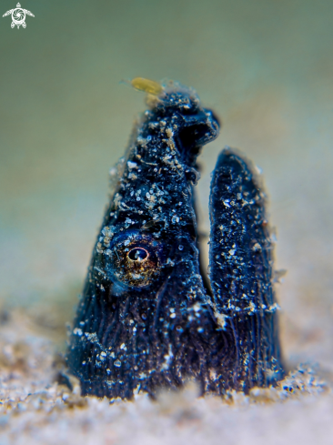 A Pisodonophis cancrivorus | Longfin Snake Eel