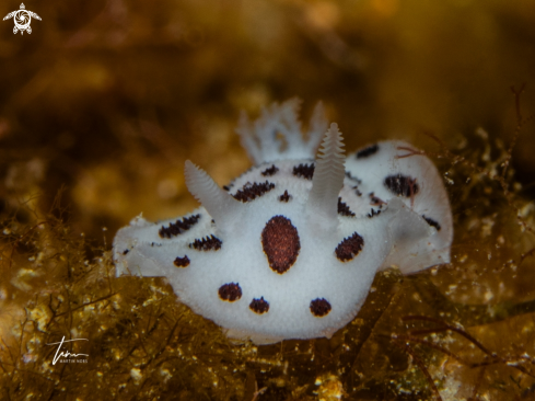 A Peltodoris atromaculata