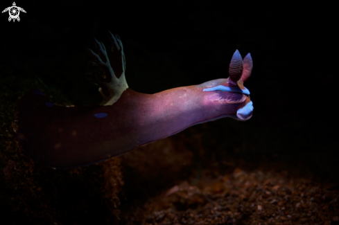 A Tambja morosa | NUDIBRANCH