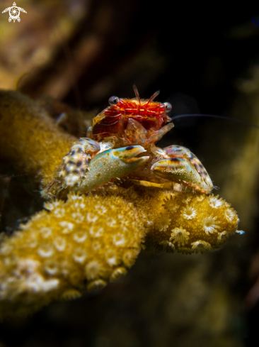 A Porcelain Crab