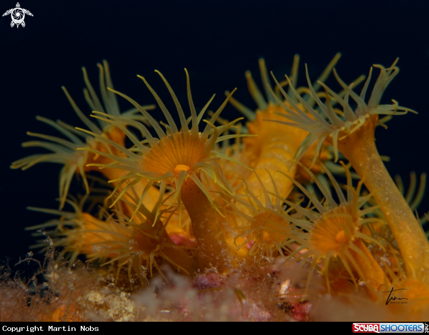 A Yellow Cluster Anemone