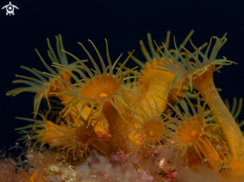 A Yellow Cluster Anemone