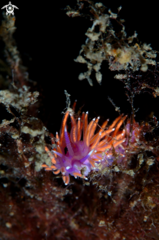 A Paraflabellian ischitana nudibranch