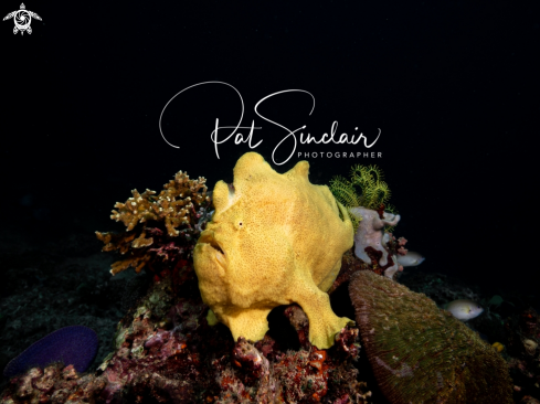 A Giant Frogfish