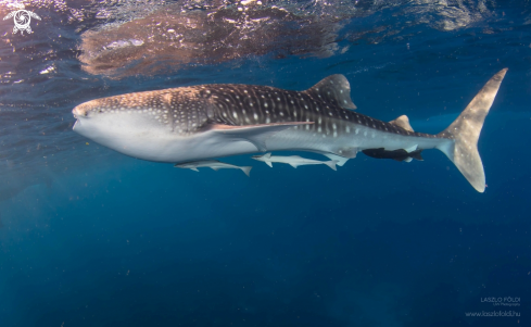 A Whale shark 