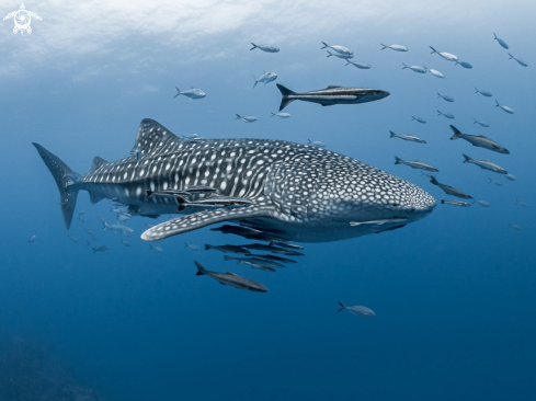 A Rhincodon typus | Whale Shark