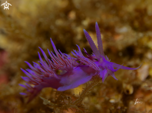 A Flabellina affinis