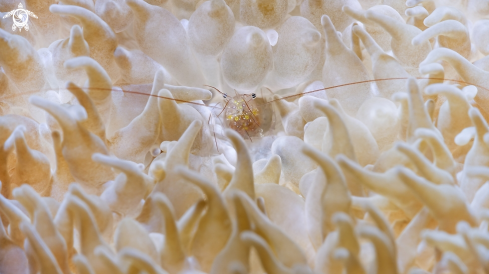 A bubblecoralshrimp