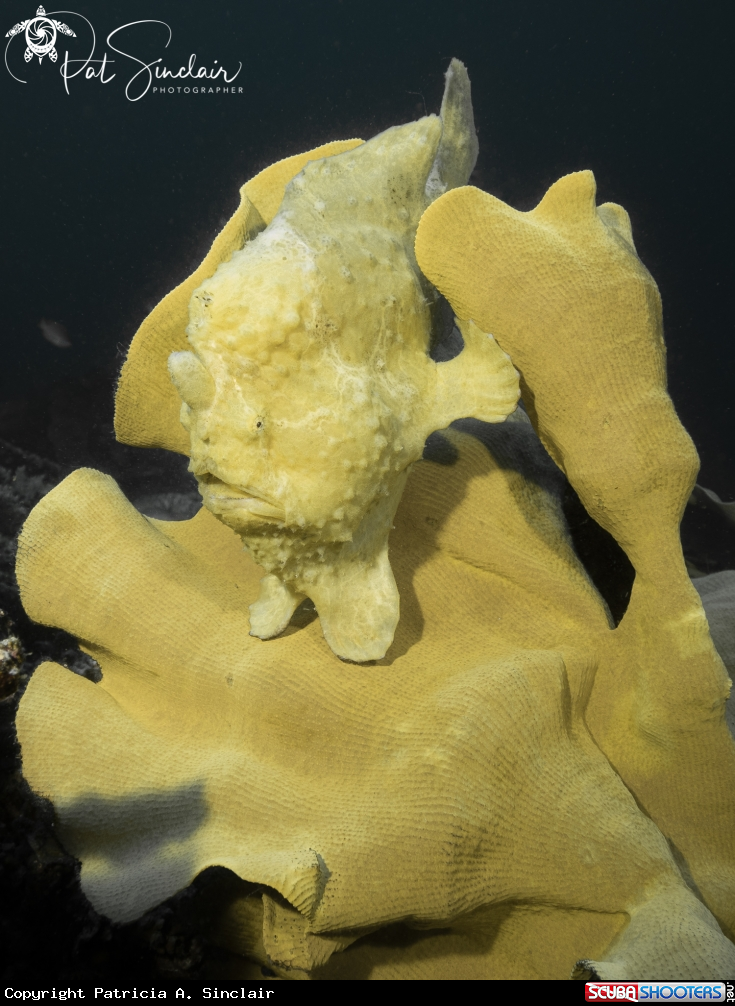 A giant frogfish