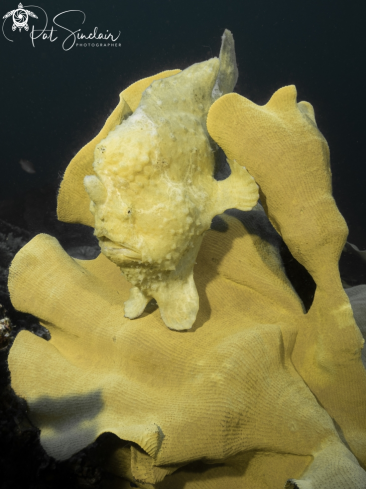 A giant frogfish