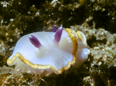 A underwater creature