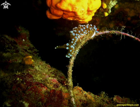 A Antiopella cristata | Nudibranco