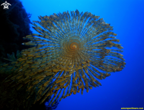 A Sabella spallanzanii | Spirografo